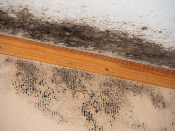 Best Black Mold Removal  in Kingsville, TX