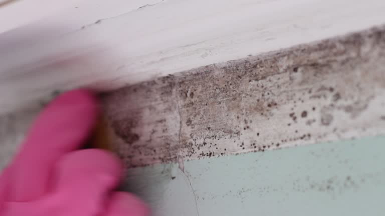Professional Mold Removal in Kingsville, TX
